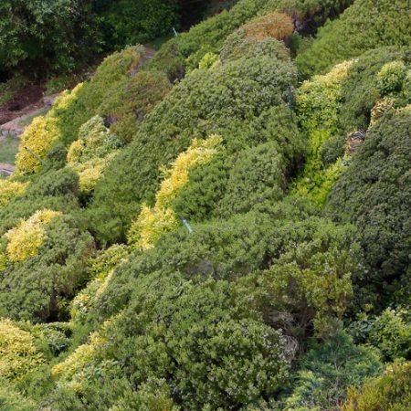 Un jardín de novela