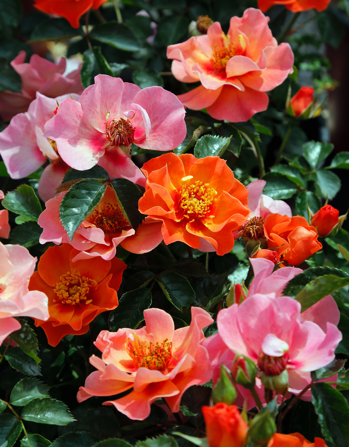 El reino de las rosas - JardinVD